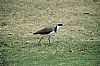 Masked Lapwing