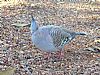 Crested Pigeon